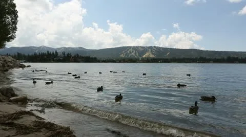 Ducks In Big Bear Lake With Mountains In Background HD Stock Footage 18184271