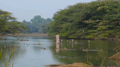 Ducks in a bird sanctuary in India! Stock Footage 296478183