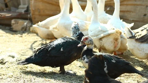 Ducks in a bird yard close-up. Stock Footage 127704272