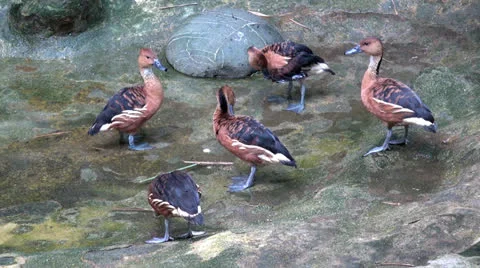 Ducks, Birds, Animals, Nature, Wildlife Stock Footage