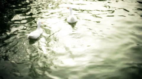 Ducks blur Stock Footage 1076112
