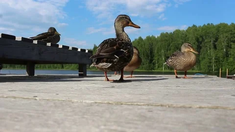 Ducks on board Stock Footage 135671484