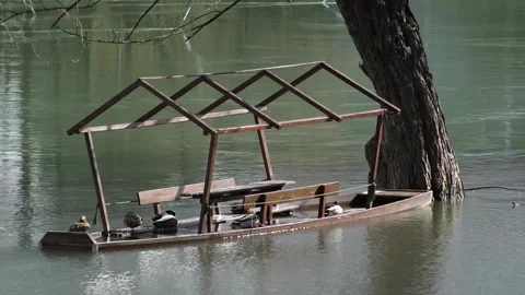 Ducks on the boat 2 Stock Footage 150631121