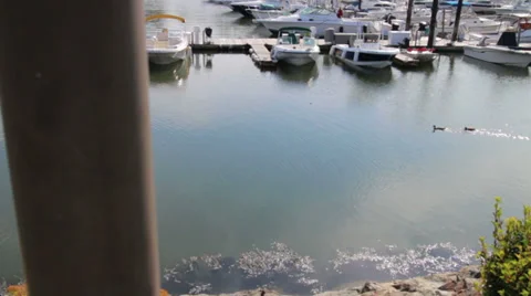 Ducks in a Boat Harbor Stock-Footage 28035816