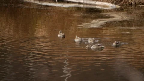 Ducks Bobbing for Bugs 스톡 동영상 240645528