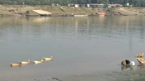 Ducks on brahmaputra river 스톡 동영상 226994095