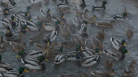Ducks breed mallards swim in the lake, fighting for food. Video stock 85909338