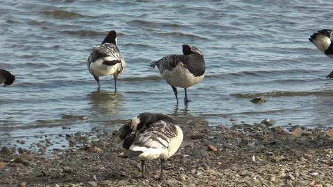 Ducks brush feathers on the beach. Stock Footage 113880215
