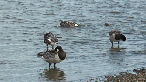 Ducks brush feathers on the shore. Stock Footage 113880212