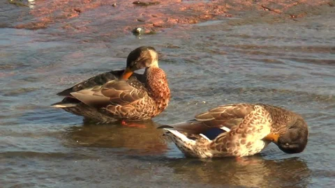 Ducks brush their feathers on the beach. Video stock 113880137