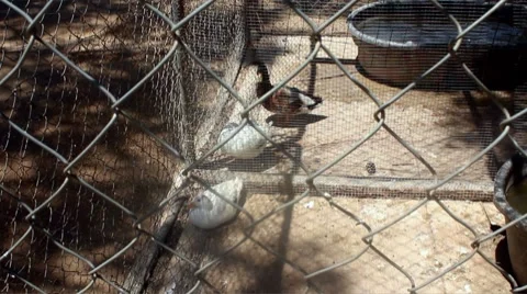 Ducks in a cage Stock Footage 8724756
