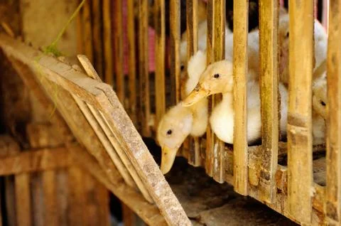 Ducks in cage. Stock Photos