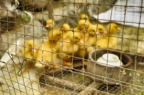 Ducks in cage. Stock-Fotos