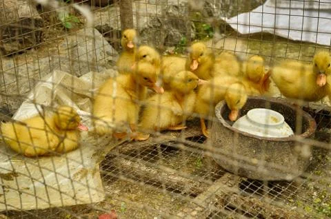 Ducks in cage. Stock Photos
