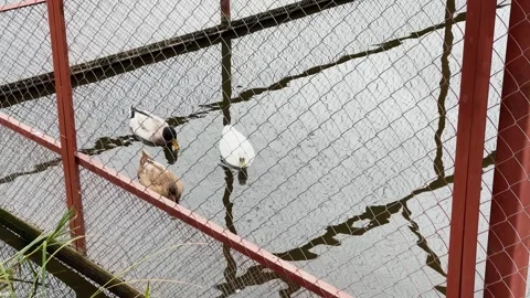 Ducks in a cage at a zoo, kept in captivity Video stock 329091837