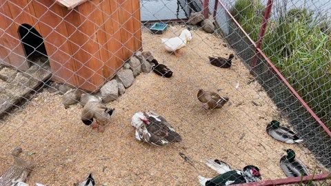 Ducks in a cage at a zoo, kept in captivity Stock Footage 329091845