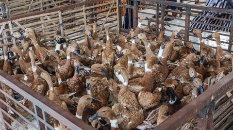 Ducks in cages and in groups Stock Photos