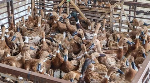 Ducks in cages and in groups Stock Photos
