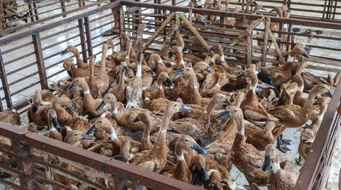 Ducks in cages and in groups Stock Photos