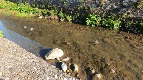 Ducks in Caldone stream, crossing Lecco Vídeo Stock 231679265