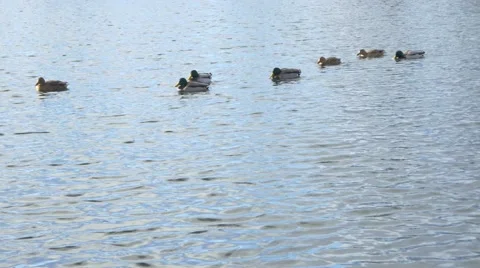 Ducks in calm lake, spring background Stock Footage 47028706