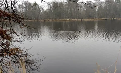 Ducks on the calm river Stock Footage 230032507