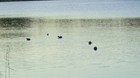 Ducks Calmly Floating on Still Lake Surface at Sunset Light Stock Footage 319925163