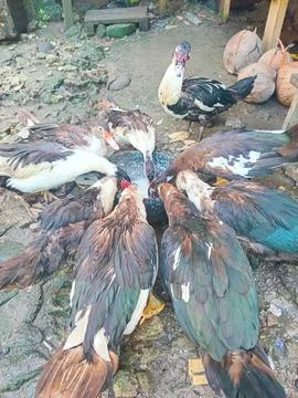 Ducks can be kept for consumption and also sold Stock Photos