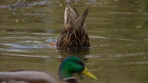 Ducks can be seen Feeding and Swimming gracefully in the Tranquil waters of Stock Footage 306307053