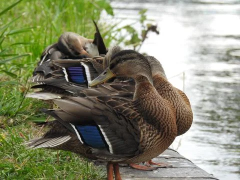 Ducks by a canal Stock Photos