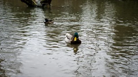 Ducks at the castle park Stock Photos