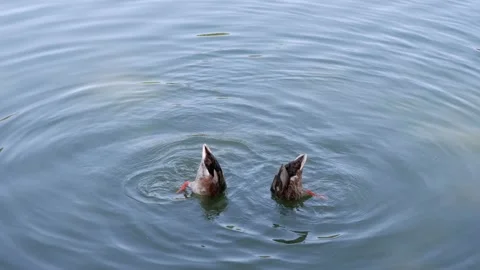 Ducks catch food in the pond. Stock Footage 157274852