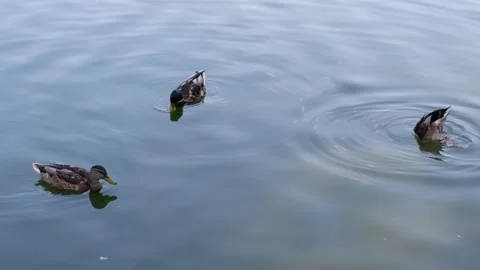 Ducks catch food in the pond. Stock Footage 157444212