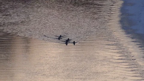 Ducks catching fish and floating down a river Stock Footage 108640586