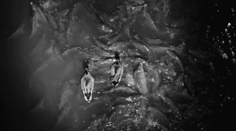 Ducks Catfish Video stock 2104337