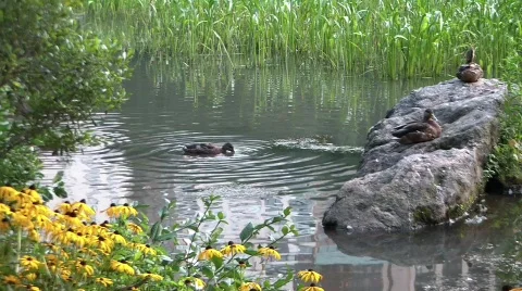 Ducks in Central Park pond Stock Footage 517404