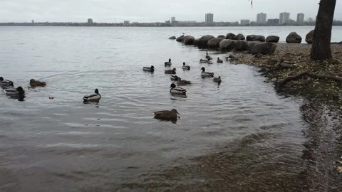 Ducks chasing each other in the river Stock Footage 143199363