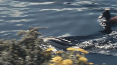 Ducks Chasing Eachother on Water Stock Footage 238592599
