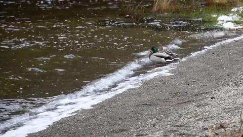  Ducks Chasing Other Ducks Stock Footage 81753975