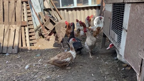 Ducks, Chickens and Rooster Walking on Farmyard Stock Footage 314191814