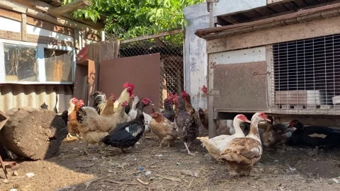 Ducks, Chickens and Rooster Walking on Farmyard Stock Footage 314191818