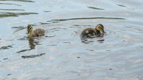 Ducks chicks in the water Stock Photos