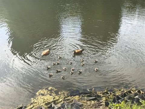 Ducks children Stock Photos