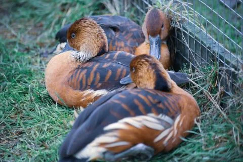 Ducks Chilling Stock Photos