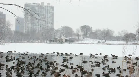 Ducks In The City Stock Footage 14840307