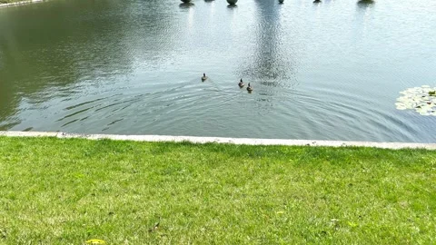 Ducks on the city lake Stock Footage 247798182