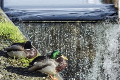 Ducks in the city Stock Photos
