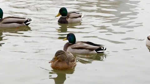 Ducks in a city pound Stock Footage 86261892