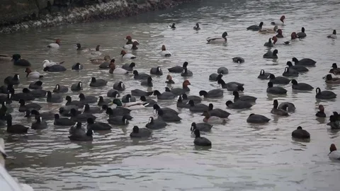 Ducks in the city in winter Stock Footage 102918013