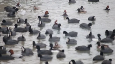 Ducks in the city in winter Stock Footage 102918024